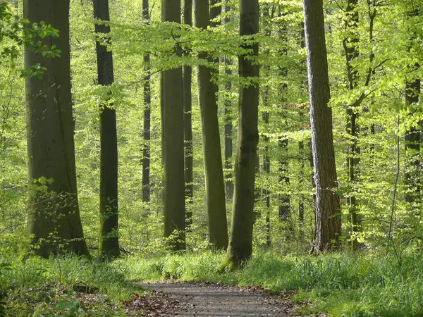Lövskog Våren Bokskog Våren Klippstig — Stockfoto