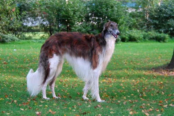 Borzoi Rysk Greyhound Canis Lupus Familiaris Hane Stående Äng — Stockfoto