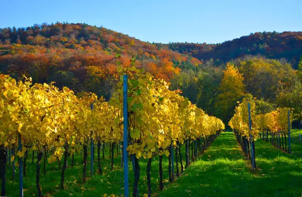 Beautiful Vineyard Field Wine Growing Region — Stock Photo, Image