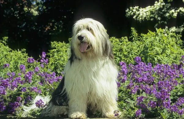 Πορτρέτο Του Σκύλου Bobtail Στο Φόντο Λουλούδια — Φωτογραφία Αρχείου