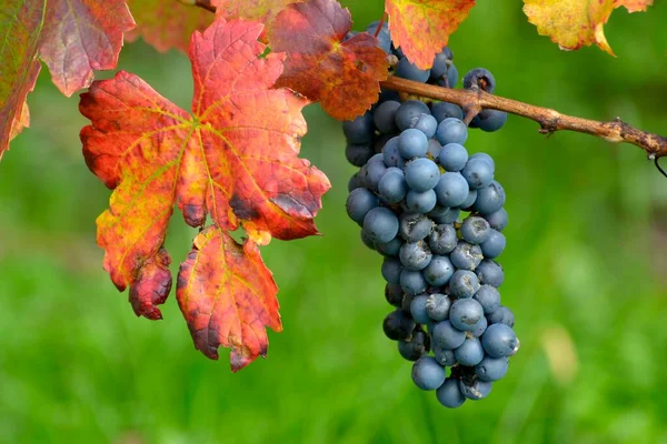 Red Wine Grapes Vine Colourful Autumn Leaves Lemberger Kraichgau — Stock Photo, Image