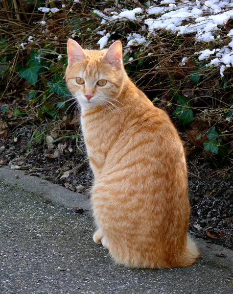 通りにある赤い猫は — ストック写真
