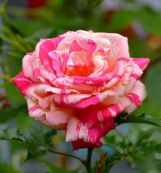 Красная Белая Цветущая Роза Саду — стоковое фото