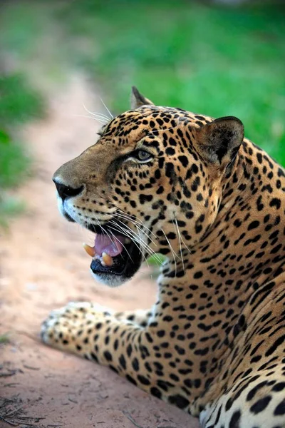 Jaguar Panthera Onca Pantanal Brazil Adult Male Portrait Jaguar Brazil — стоковое фото