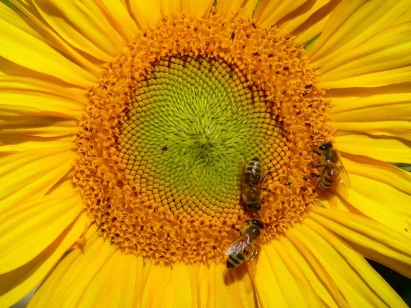 stock image Sunflower in the garden 