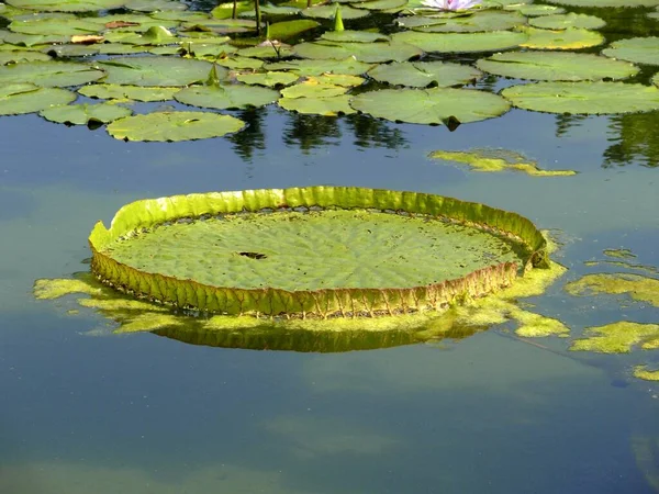 植物园 威廉玛斯图加特 水百合池塘 维多利亚地区的叶子 — 图库照片