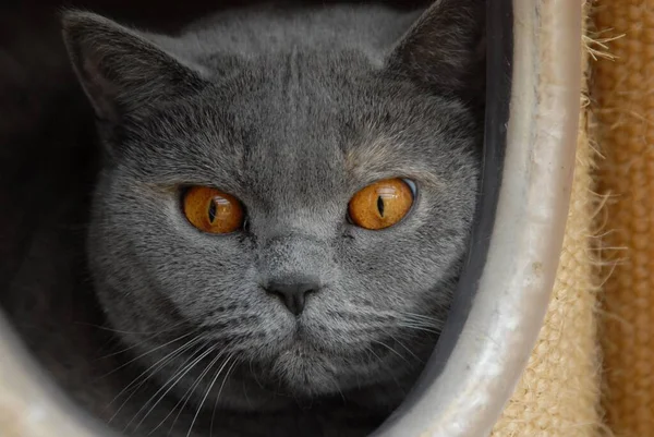 Domestic Cat Blue Orange Eyes Shorthair Peering Out Cat Box — Stock Photo, Image
