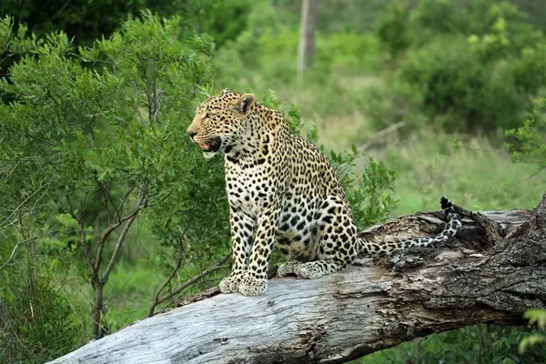 Leopard Panthera Pardus Kruger National Park Jižní Afrika Sabisabi Soukromá — Stock fotografie