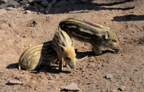 Playing wild boar piglets