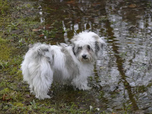 Portrait Havanese Puppy Pond — Stock Photo, Image