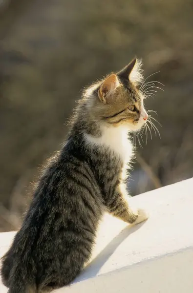 Молодой Домашний Котёнок Скумбрия — стоковое фото