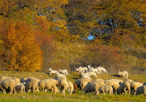 Landskap Schwabiska Alb Flock Får Hösten Bete Lamm Tamfår Ovis — Stockfoto