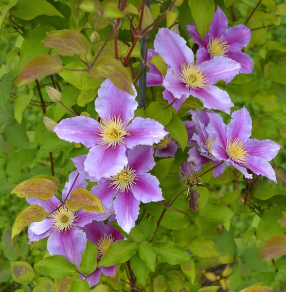 Клематис Гибридный Цветущий Саду Белый Фиолетовый Цветок — стоковое фото