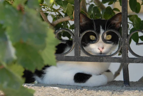 Hauskatze Schwarz Und Weiß Ruht Hinter Einem Schmiedeeisernen Gartenzaun Blickt — Stockfoto