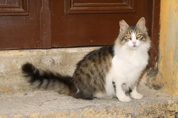 Kucing Domestik Cat — Stok Foto