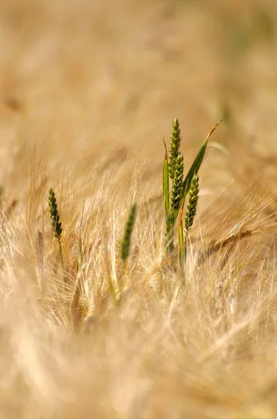 Weizenähren Roggen Secale Cereale Feld Roggen — Stockfoto