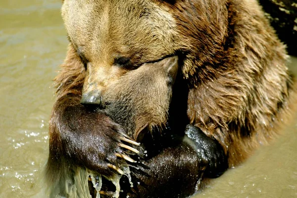 Urso Castanho Ursus Arctos Banha Sua Jovem Urso Marrom Banha — Fotografia de Stock