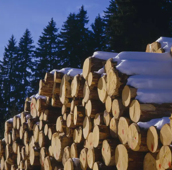 Kupa Drewna Ścieżce Leśnej Badenia Wirtembergia Niemcy Europa — Zdjęcie stockowe