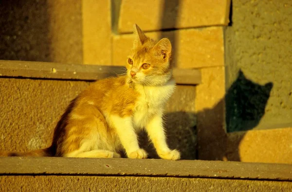 Gato Gatinho Sentado Sol Noite — Fotografia de Stock