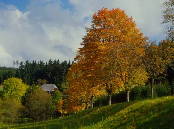 Höstlandskap Södra Schwarzwald Baden Wrttemberg Tyskland — Stockfoto