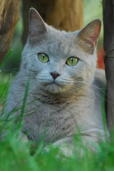 Yeşil Gözlü Evcil Kedi Çimlerin Üzerinde Yatıyor — Stok fotoğraf