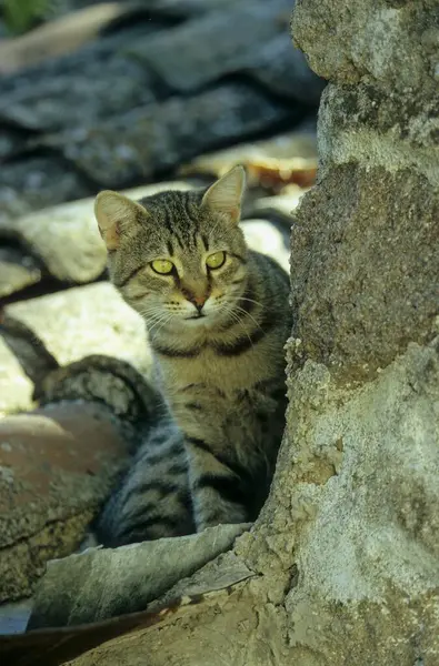Gato Doméstico Escondido Entre Piedras Vista Cerca —  Fotos de Stock
