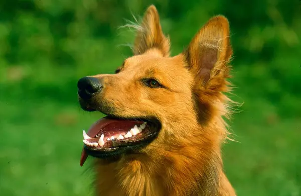 Pies Rasy Mieszanej Samiec Portret — Zdjęcie stockowe