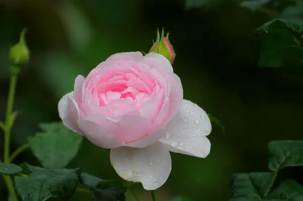 Прекрасные Розы Цветут Саду — стоковое фото