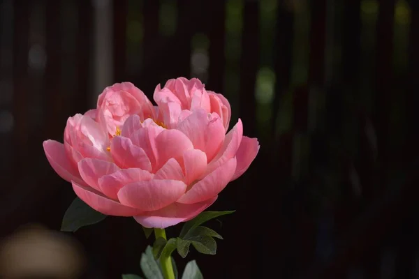 庭で花開くペオニアフルクトサピンクの花 低木のピンク — ストック写真
