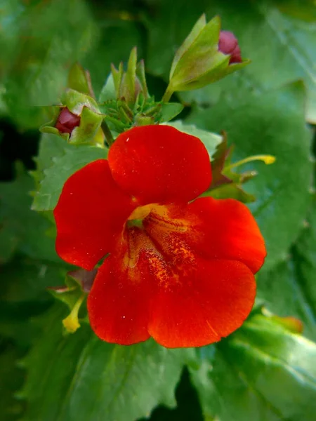 Nasturcium Kvetoucí Zahradě — Stock fotografie