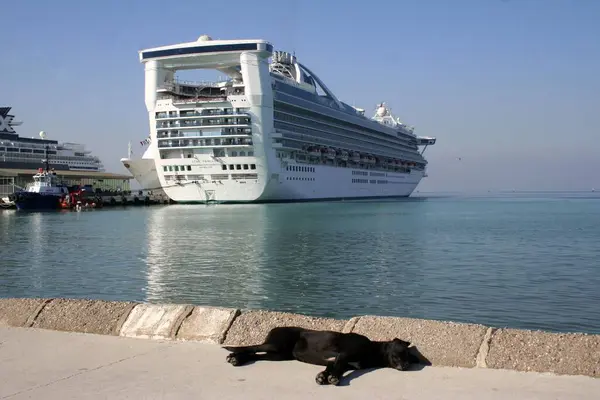 Черная Собака Дремлет Фоне Круизного Судна Порту Кушадасы Турция Азия — стоковое фото