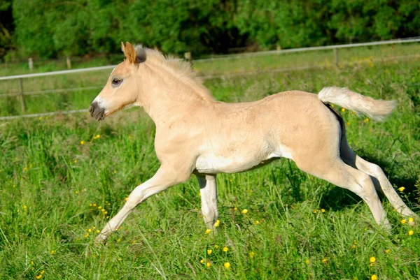 Haflinger Foal Weeks Old Colt Galloping Meadow Przewalski Stallion Equus — Stock Photo, Image