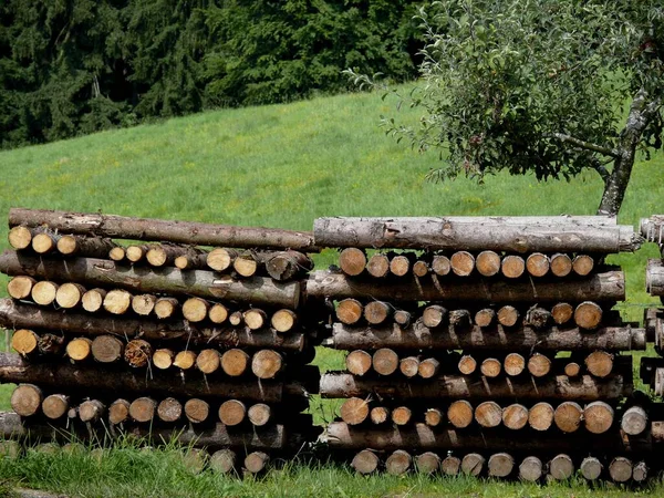 Piled Firewood Firewood Forest — Stock Photo, Image