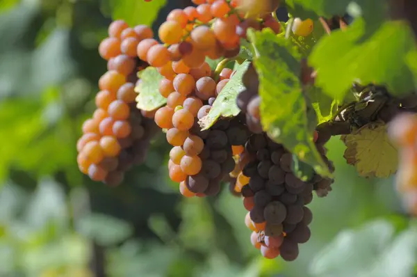 Grapes Spice Traminer Vine — Stock Photo, Image