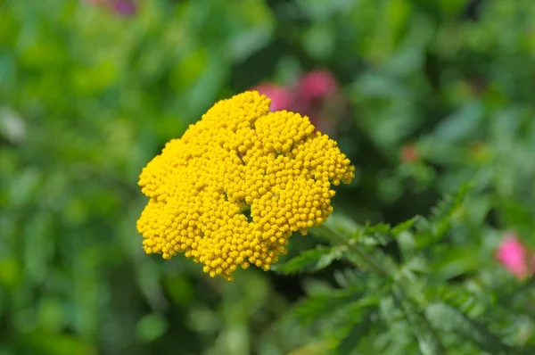 Yellow Yarrow Flowering Garden — Stock Photo, Image