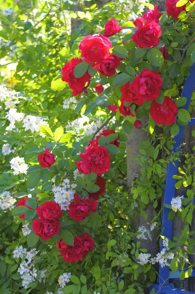 夏天的花园里的红玫瑰 — 图库照片