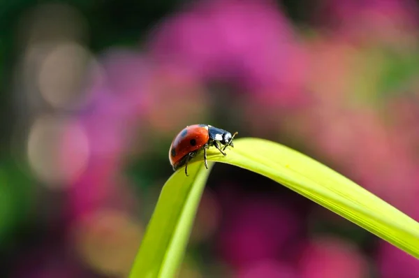 Zambak Yapraklı Uğur Böceği Uğur Böceği Yedi Benekli Uğur Böceği — Stok fotoğraf