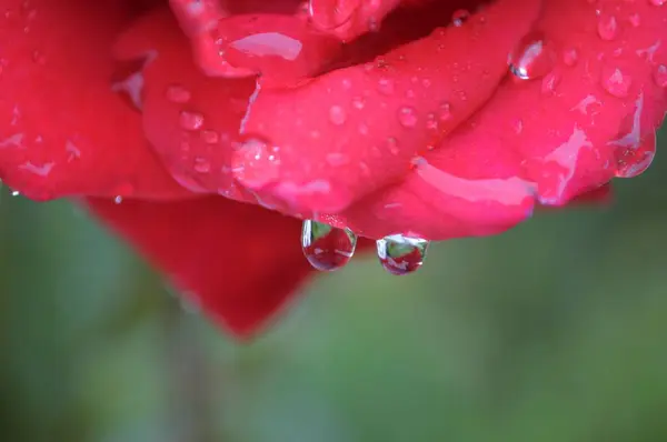 Rote Rosen Garten Sonnenhut Rosengarten Rosen Garten — Stockfoto