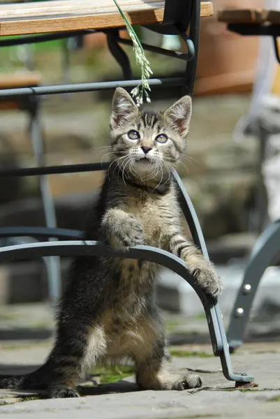 Młody Kotek Domowy Pręgowany Stojący Wyprostowany Krześle Ogrodowym Bawiący Się — Zdjęcie stockowe