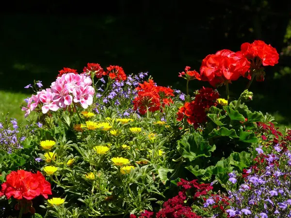 Különböző Virágok Egy Dobozban Muskátlik — Stock Fotó