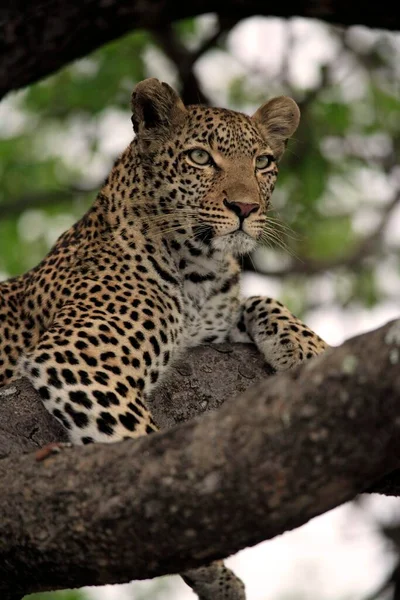 Leopard (Panthera pardus), Kruger National Park, South Africa, Sabisabi Private Game Reserve, adult, on tree, portrait Leopard, Kruger National Park, South Africa, Sabisabi Private Game Reserve Leopard, K, Africa