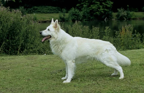 White Shepherd Dog Berger Blanc Suisse White Swiss Shepherd Dog — Foto Stock