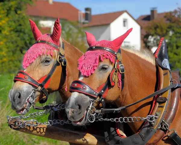 Musikverein Lbronn Oogstfestival Parade Oogstwagen Met Paarden Haflinger — Stockfoto