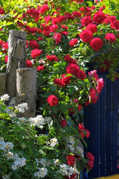 Rosas Rojas Jardín Verano — Foto de Stock