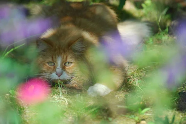 Kot Domowy Czerwona Tabletka Białym Zaglądający Przez Dzikiego Kota Felis — Zdjęcie stockowe