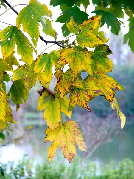 Maple Branch Colourful Leaves Autumn — Stock Photo, Image