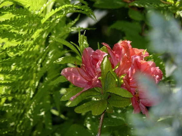Rododendron Kvetoucí Zahradě Kapradinami — Stock fotografie