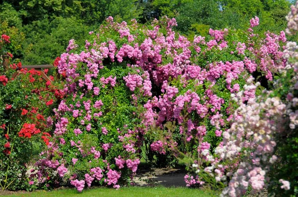 Rose Garden Oberderdingen — Stock Photo, Image