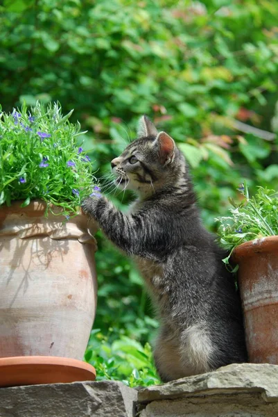 Jonge Huiskat Tabby Staand Rechtop Bij Een Bloempot Kitten Niet — Stockfoto