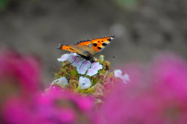 Butterfly Small Fox Aglais Urticae Carnation Flower Small Fox — Stock Photo, Image